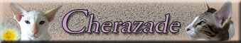 Cherazade