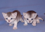 les trois
