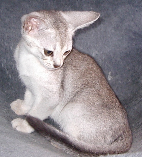 Fer Tout Silvery