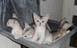 les chatons 2011