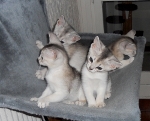 les chatons 2011