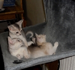 les chatons 2011