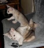 les chatons 2011