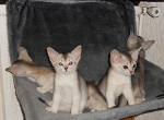 les chatons 2011