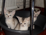 les chatons 2011