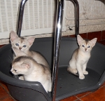 les chatons 2011